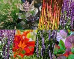 Borderpakket Purpurea zon-halfschaduw - (pakket 12)