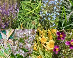 Borderpakket Variegata schaduw-halfschaduw - (pakket 15)