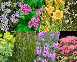 Borderpakket Variegata zon-halfschaduw - (pakket 16)