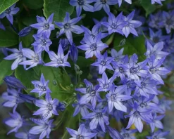 Brodiaea 'Koningin Fabiola'
