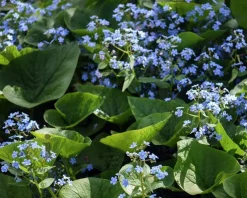 Brunnera macrophylla