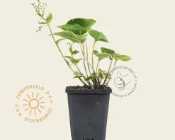 Brunnera macrophylla