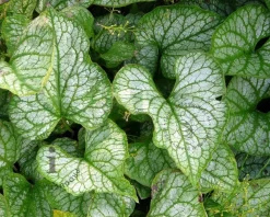 Brunnera macrophylla 'Jack Frost'