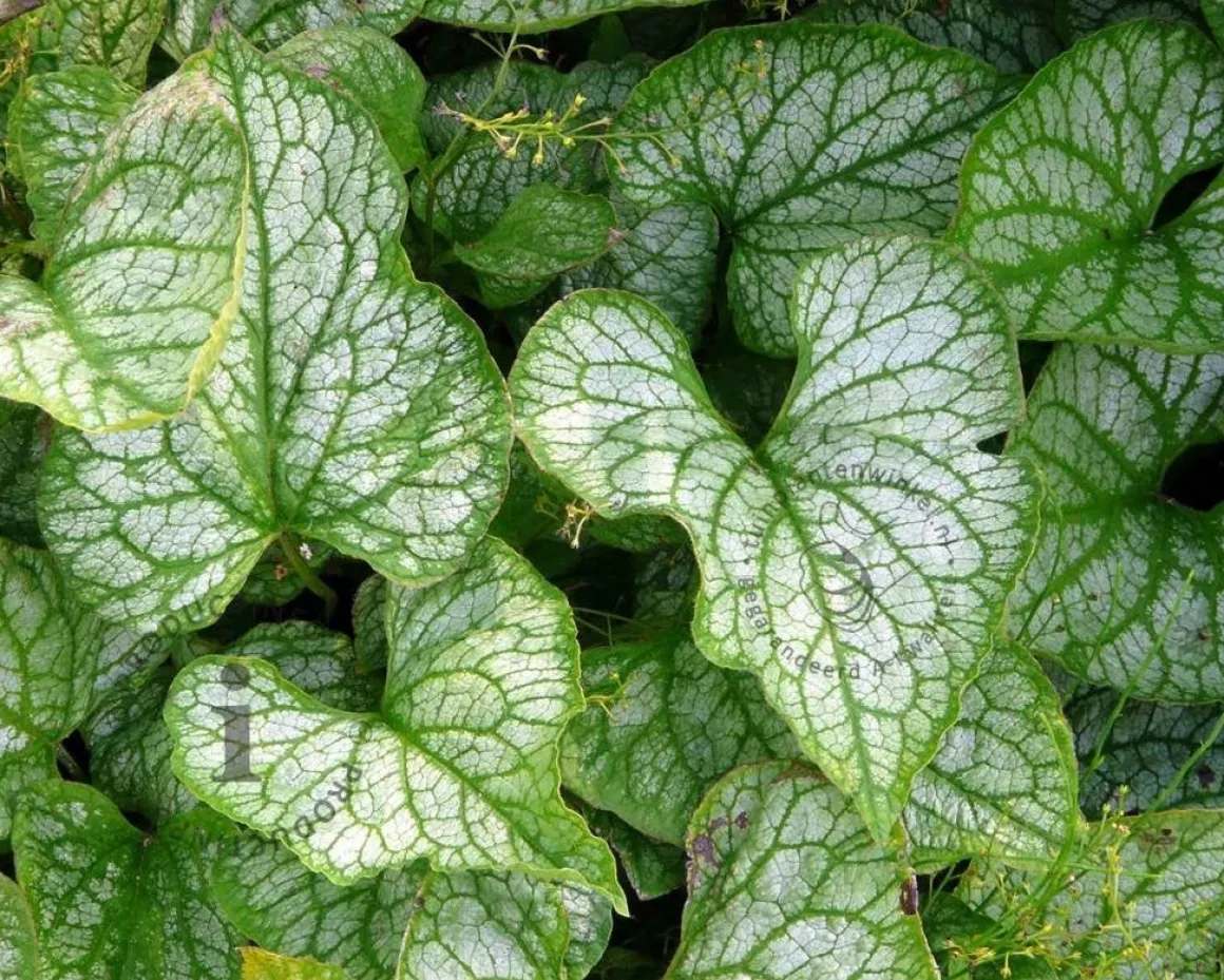 Brunnera macrophylla 'Jack Frost'