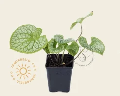 Brunnera macrophylla 'Jack Frost'