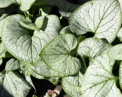 Brunnera macrophylla 'Looking glass'