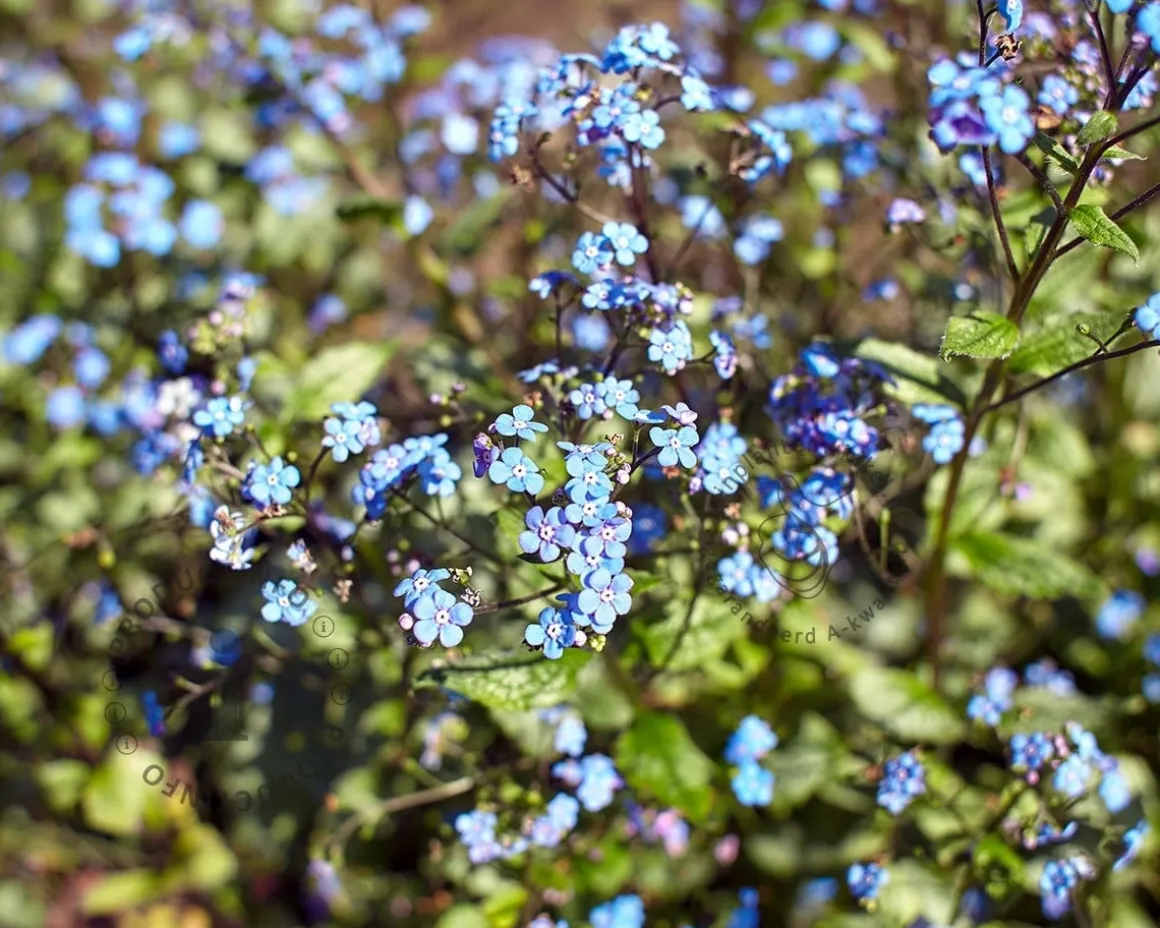 Brunnera macrophylla 'Looking glass'