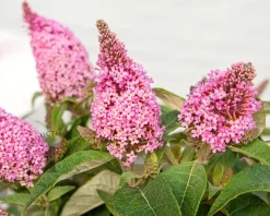 Buddleja Butterfly Candy 'Little Pink'