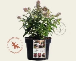 Buddleja Butterfly Candy 'Little Pink'