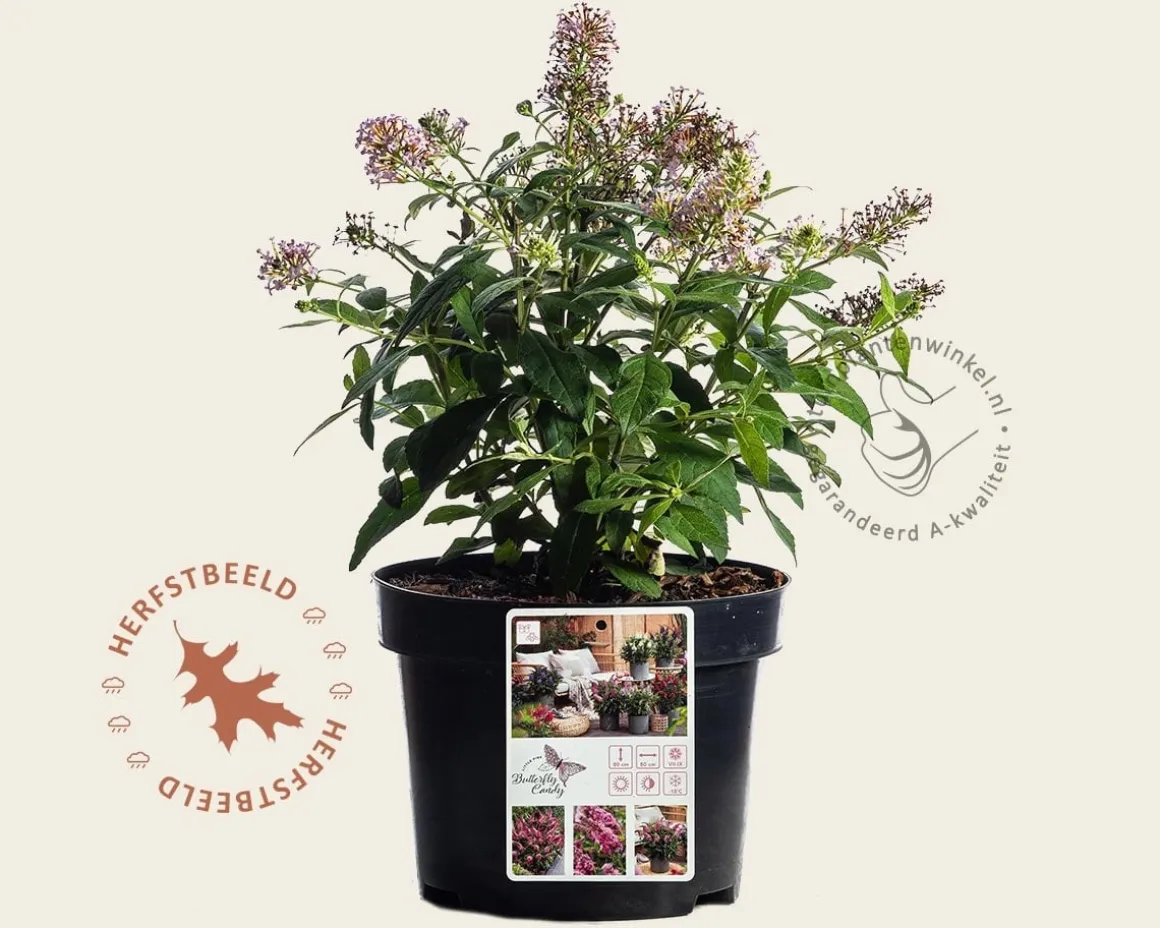 Buddleja Butterfly Candy 'Little Pink'