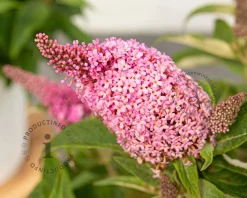 Buddleja Butterfly Candy 'Little Pink'