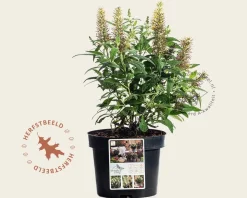 Buddleja Butterfly Candy 'Little White'