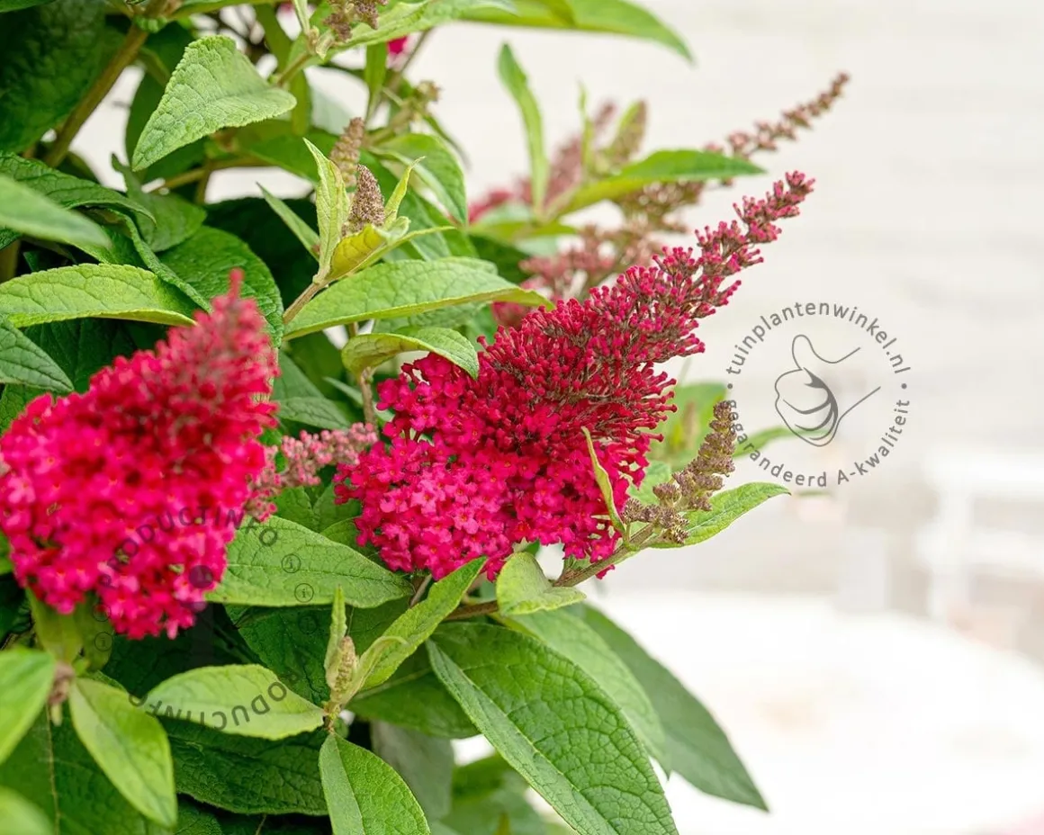 Buddleja Butterfly Candy 'Little Ruby'