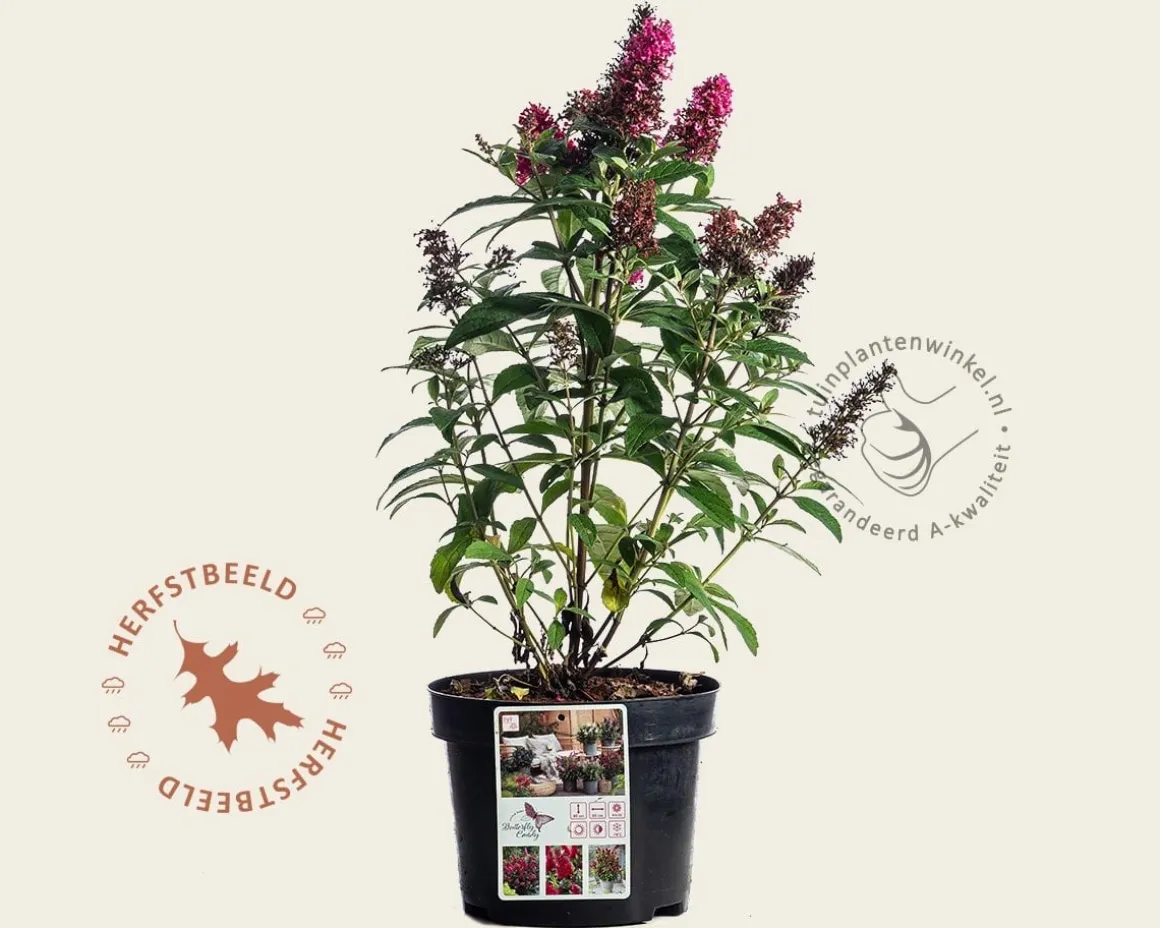 Buddleja Butterfly Candy 'Little Ruby'