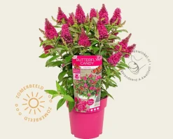 Buddleja Butterfly Candy 'Little Ruby'