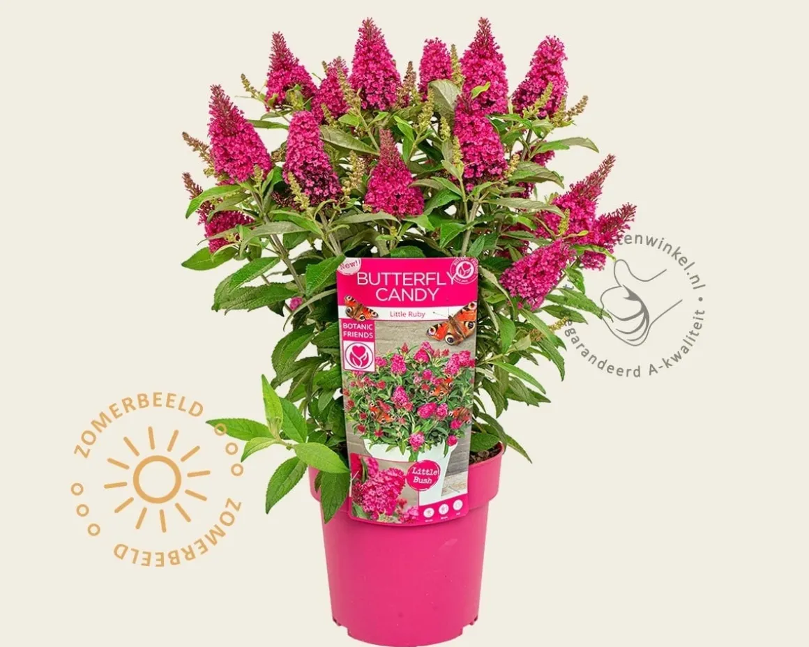 Buddleja Butterfly Candy 'Little Ruby'