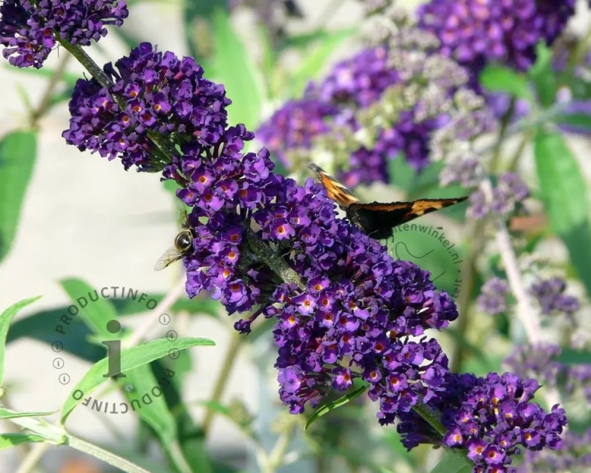 Buddleja davidii 'Black Knight'