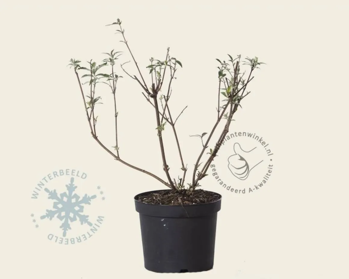 Buddleja davidii 'Black Knight'