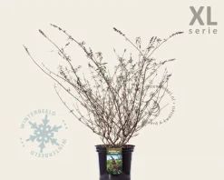 Buddleja davidii 'Black Knight' - XL