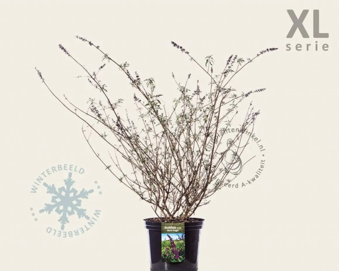 Buddleja davidii 'Black Knight' - XL