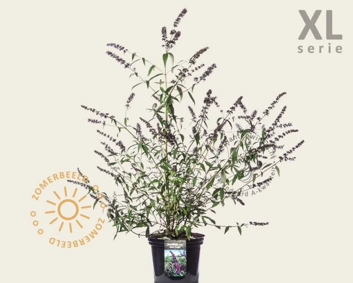Buddleja davidii 'Black Knight' - XL