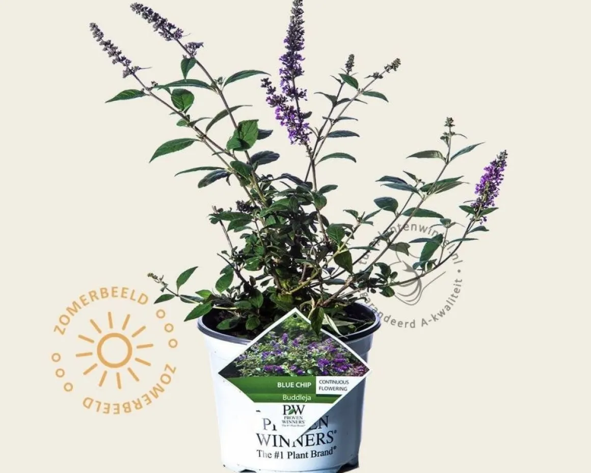 Buddleja davidii 'Blue Chip'