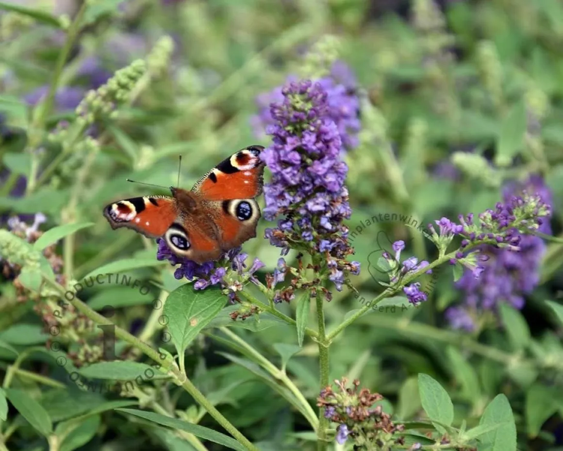 Buddleja davidii 'Blue Chip'