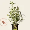 Buddleja davidii 'Butterfly Tower White'