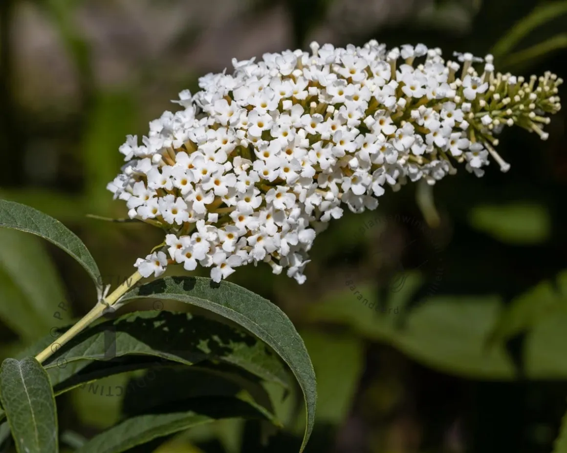 Buddleja davidii 'Butterfly Tower White'