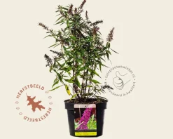 Buddleja davidii 'Butterfly Tower'