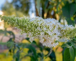 Buddleja davidii 'Duo Paars-Wit'
