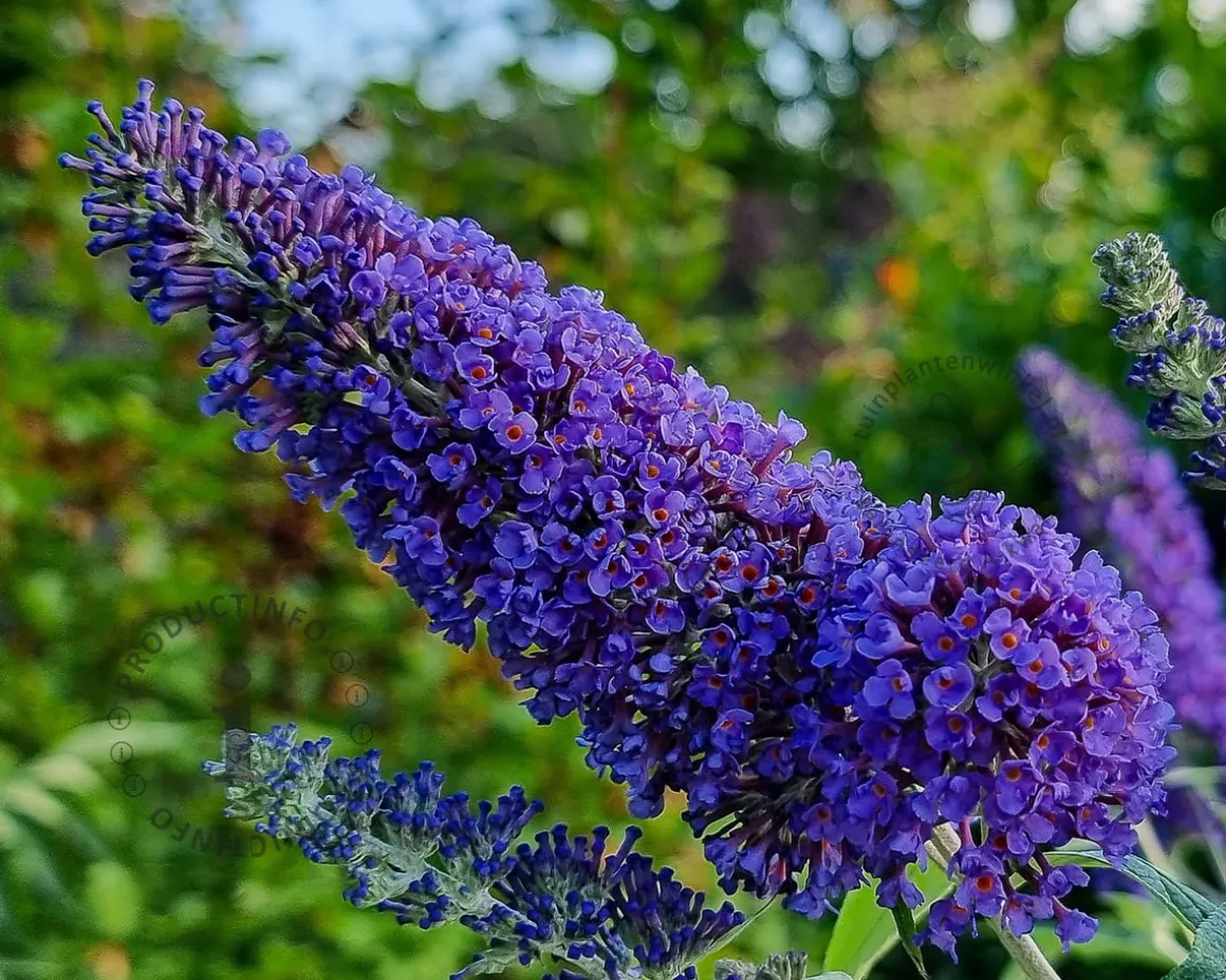 Buddleja davidii 'Duo Paars-Wit'