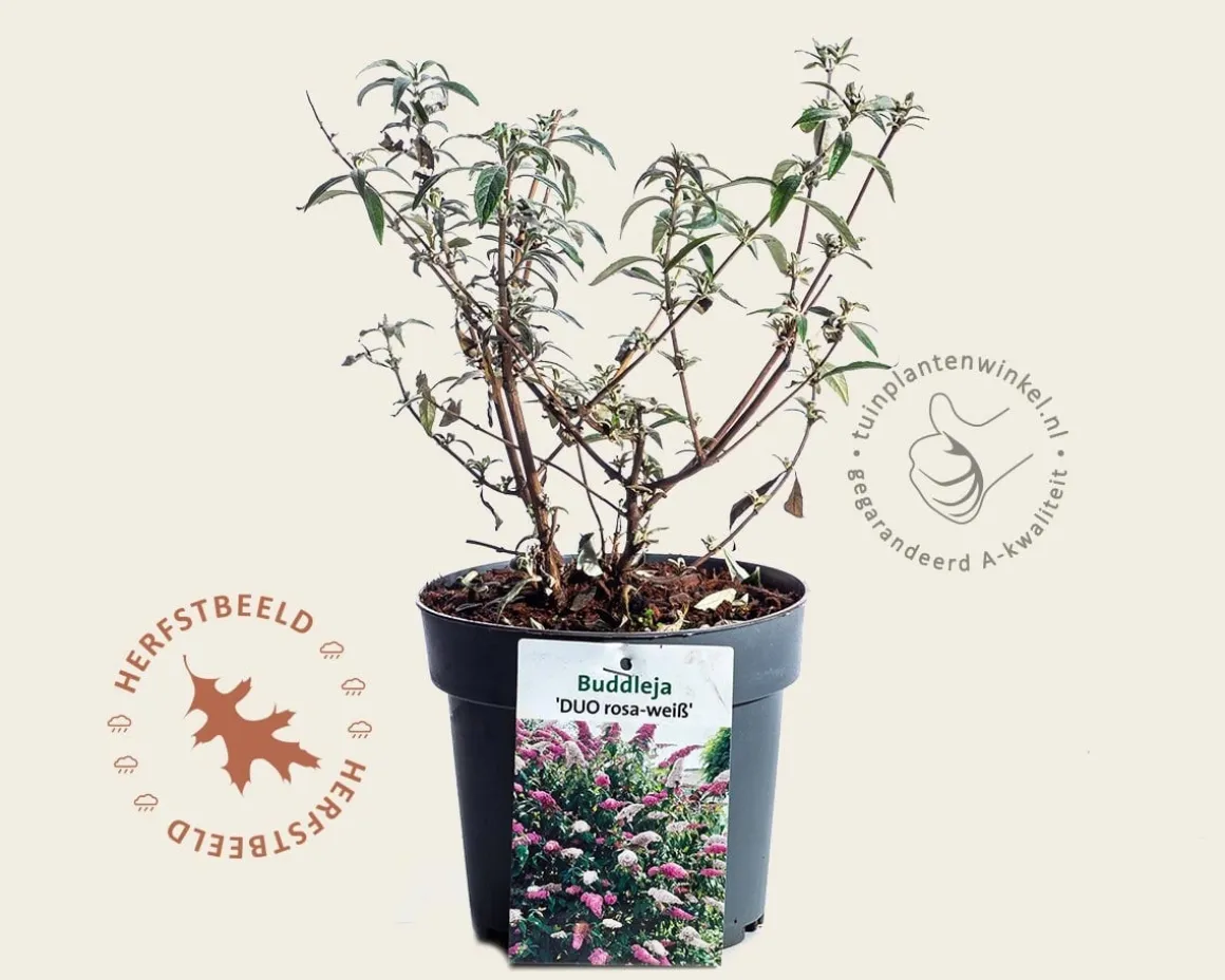 Buddleja davidii 'Duo Roze-Wit'