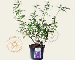 Buddleja davidii 'Empire Blue'