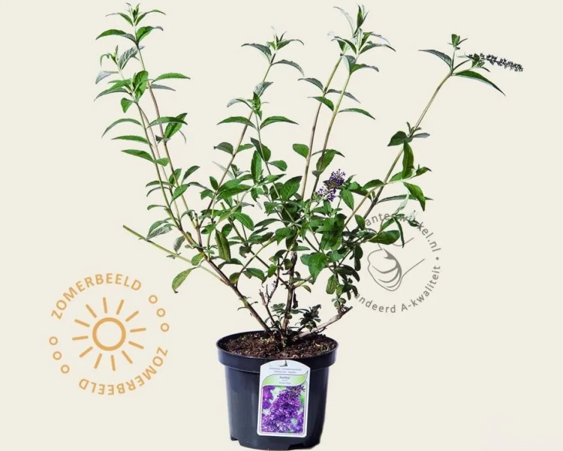 Buddleja davidii 'Empire Blue'