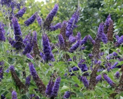 Buddleja davidii 'Empire Blue'