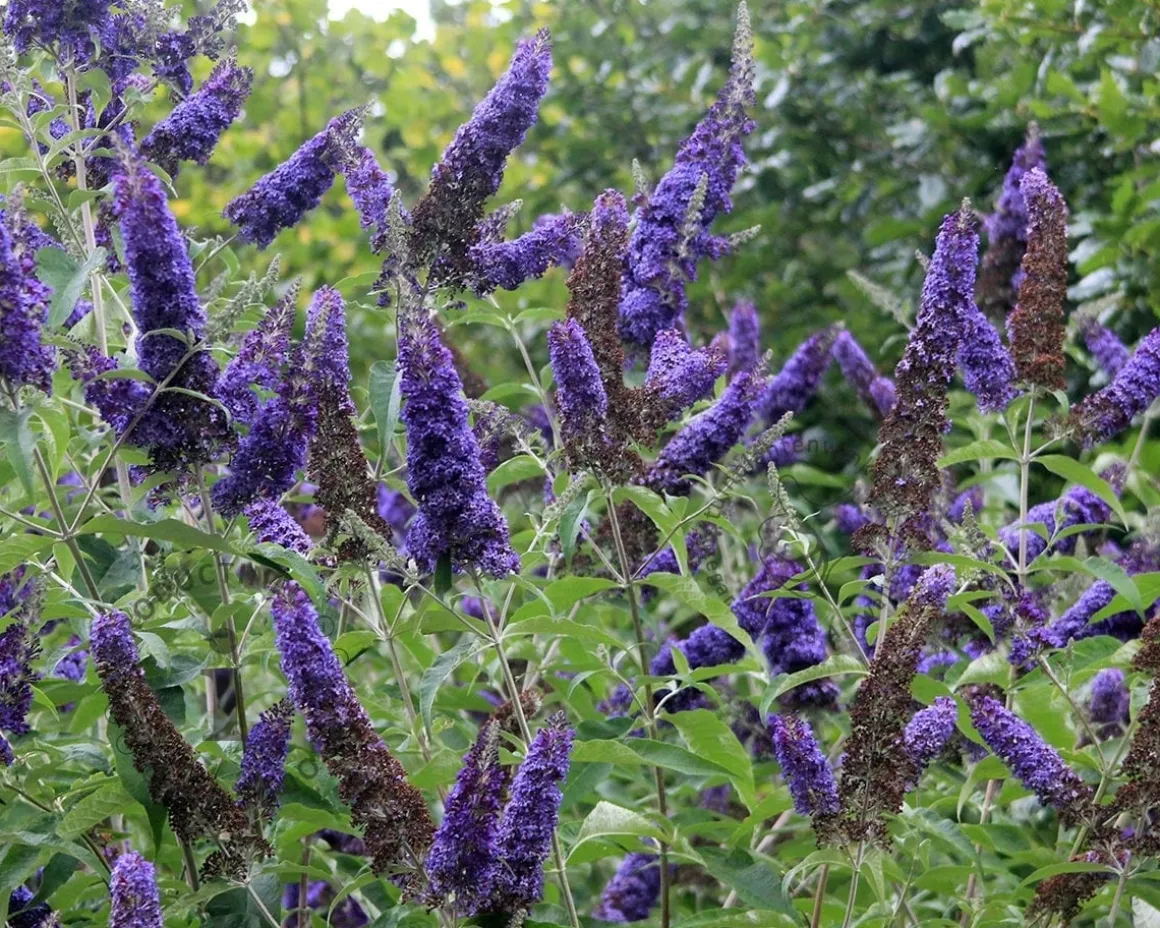 Buddleja davidii 'Empire Blue'