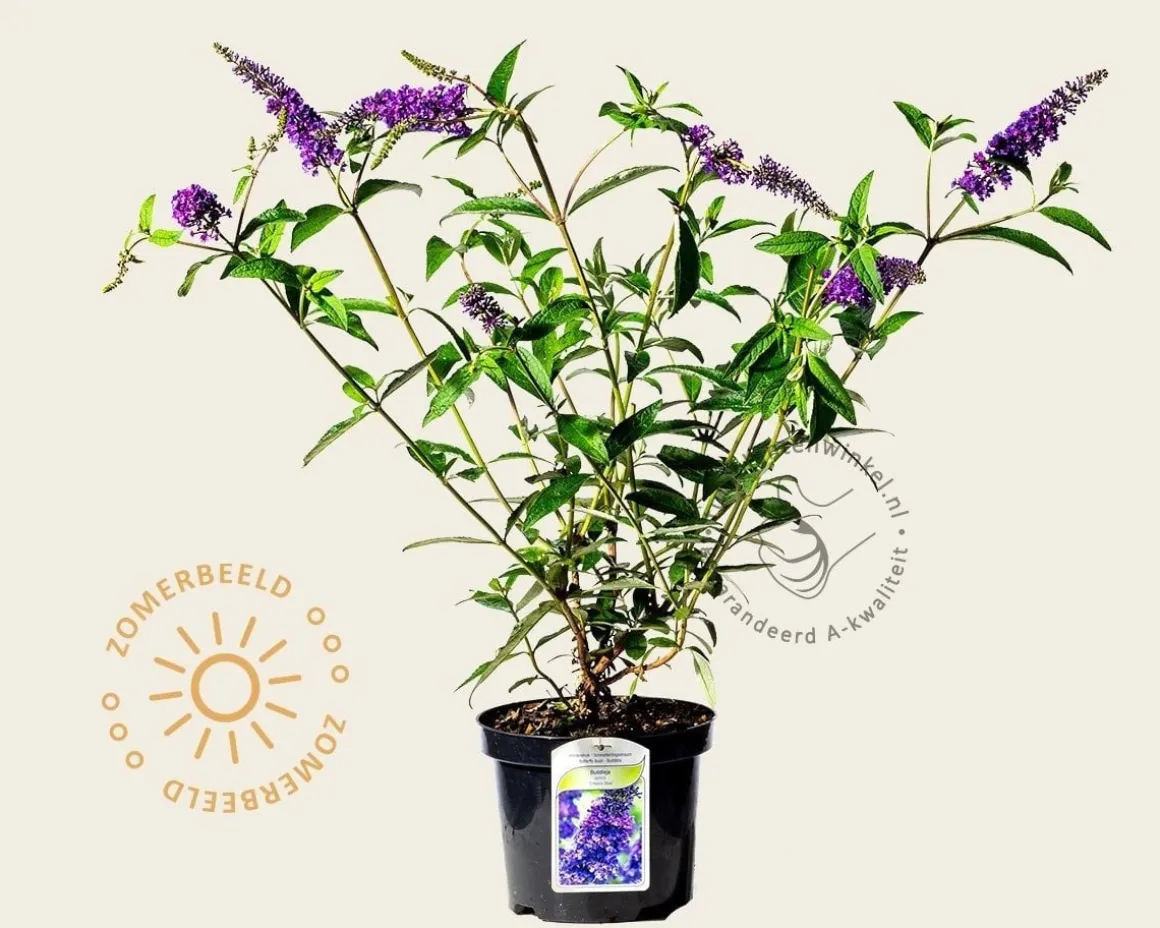 Buddleja davidii 'Empire Blue'