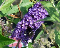 Buddleja davidii 'Empire Blue' - XL