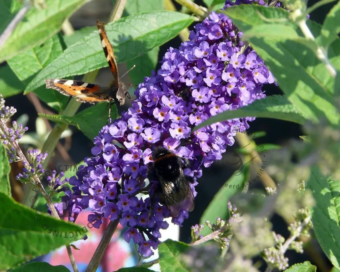 Buddleja davidii 'Empire Blue' - XL