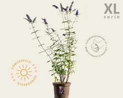 Buddleja davidii 'Empire Blue' - XL