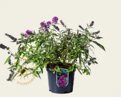 Buddleja davidii Free Petite 'Tutti Frutti'