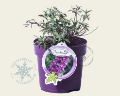 Buddleja davidii Free Petite 'Tutti Frutti'