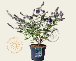 Buddleja davidii Free Petite 'Blue Heaven'