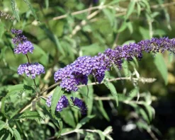 Buddleja davidii Free Petite 'Blue Heaven'