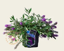Buddleja davidii Free Petite 'Dark Pink'
