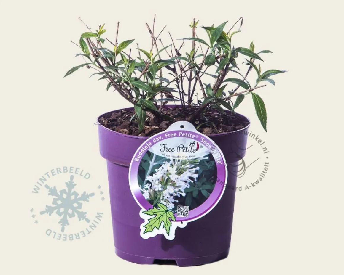 Buddleja davidii Free Petite 'Snow White'