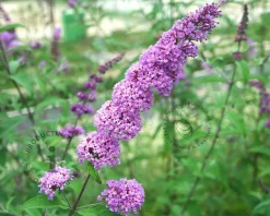 Buddleja davidii 'Ile de France' - XL