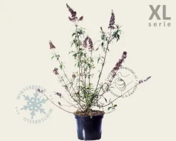 Buddleja davidii 'Ile de France' - XL