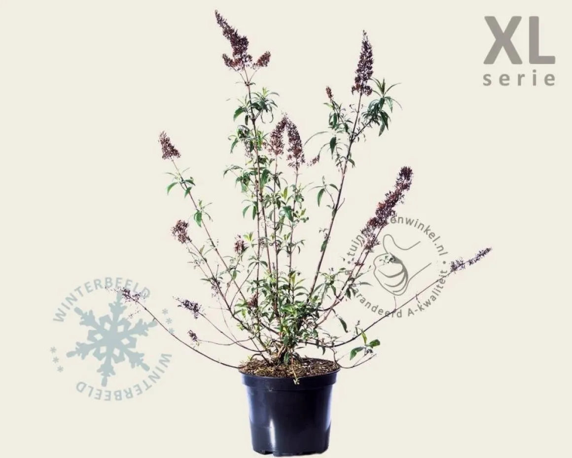 Buddleja davidii 'Ile de France' - XL